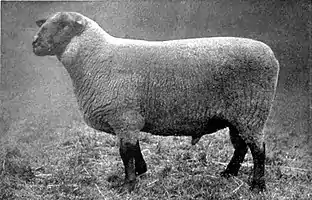 EB1911 Sheep - Suffolk Ram.jpg