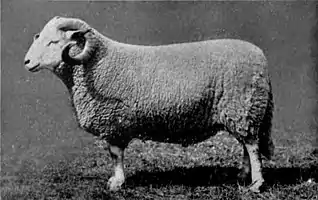 EB1911 Sheep - Welsh Mountain Ram.jpg