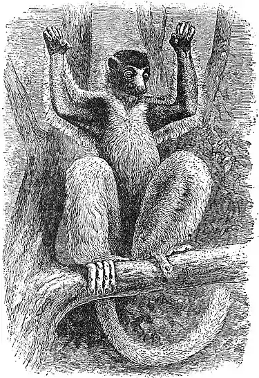 EB1911 Sifaka - Crowned Sifaka.jpg