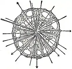 EB1911 Sponges - Section of a young Stellettid Sponge.jpg