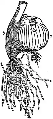 EB1911 Stem - Corm of Colchicum autumnale.jpg