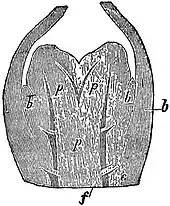 EB1911 Stem - Longitudinal section of a bifurcating shoot of Lycopodium alpinum.jpg