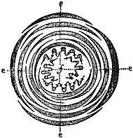 EB1911 Stem - Transverse section of Leaf-bud of Sycamore.jpg