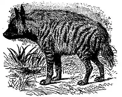 EB1911 Striped Hyena.JPG