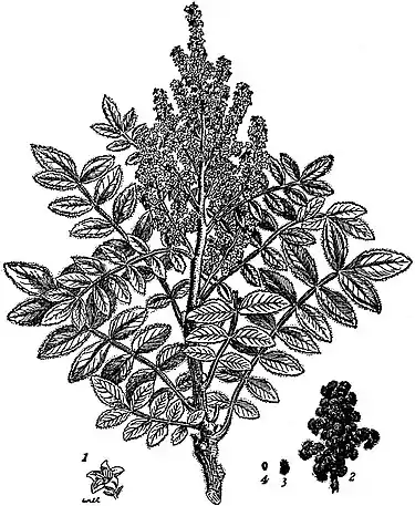 EB1911 Sumach - Rhus coriaria.jpg