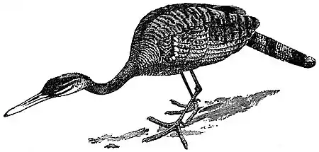 EB1911 Sun-bittern.jpg