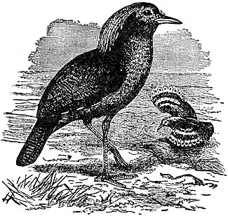 EB1911 Sun-bittern - Kagu.jpg