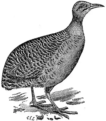 EB1911 Tinamou - Rufous Tinamou.jpg