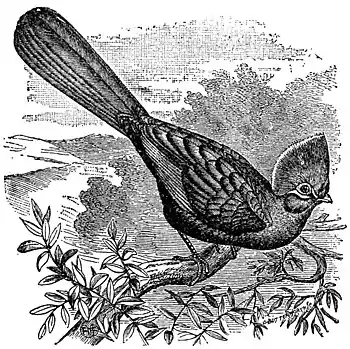 EB1911 Touracou - White-Crested Touracou.jpg