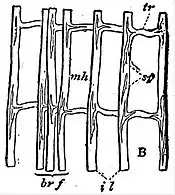 EB1911 Tunicata - Culeolus willemoesi - Part of branchial sac.jpg