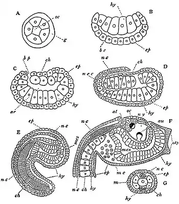 EB1911 Tunicata - Stages in the Embryology of a Simple Ascidian.jpg