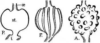 EB1911 Tunicata - Types of Stomach amongst Compound Ascidians.jpg