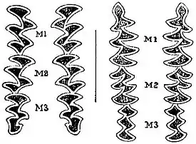 EB1911 Vole - Molars of the Water-Rat.jpg