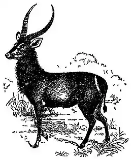 EB1911 Waterbuck.jpg