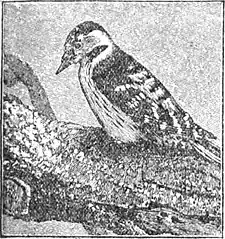 EB1911 Woodpecker - Lesser Spotted Woodpecker.jpg