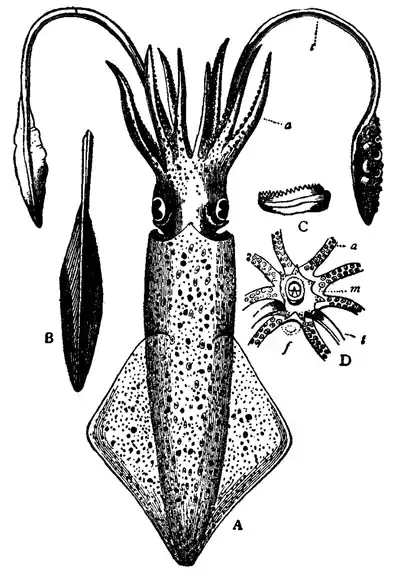 EB1911 vol 7 Loligo vulgaris.png