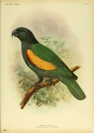 Extinctbirds1907 P17 Amazona violaceus0315.png