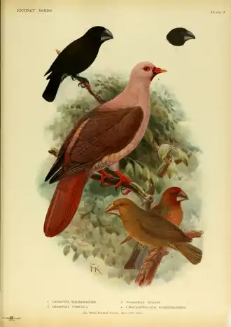 Extinctbirds1907 P3 Chaunoproctus ferreorostris0285.png