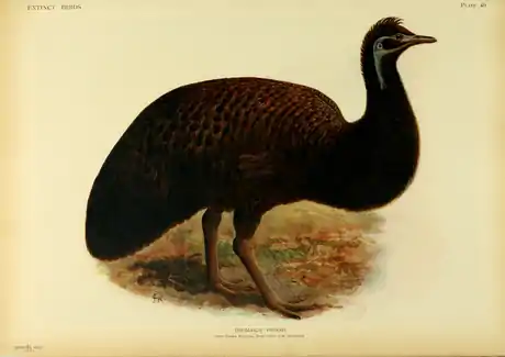 Extinctbirds1907 P40 Dromaius peroni0371.png