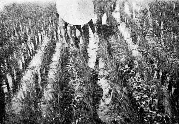 Farmers of forty centuries -Japanese farmer tramping green herbage.jpg