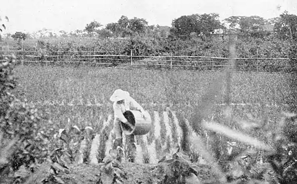 Farmers of forty centuries - Applying chaff to a rice field, China.jpg