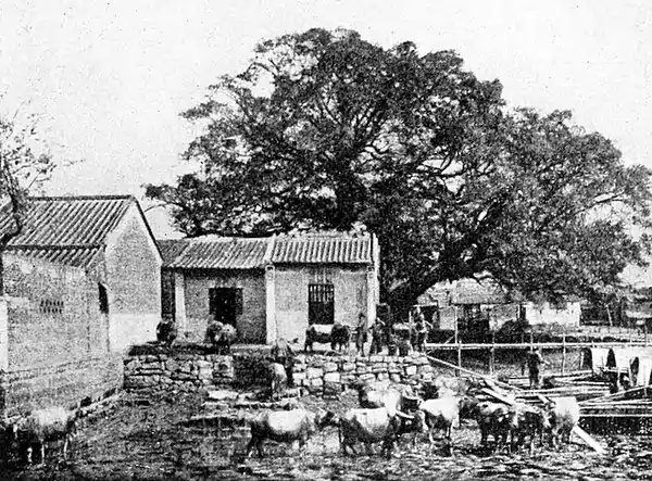 Farmers of forty centuries - Dairy herd of water buffalo.jpg