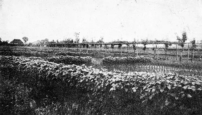 Farmers of forty centuries - Entire field completely occupied by crops.jpg