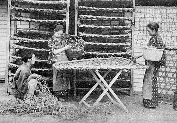 Farmers of forty centuries - Feeding silkworms, Japan.jpg