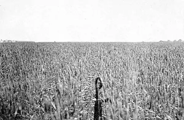 Farmers of forty centuries - Field of wheat in Shantung, China.jpg