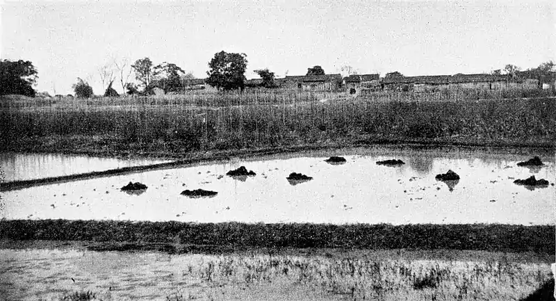 Farmers of forty centuries - Flooded fields being fertilized.jpg