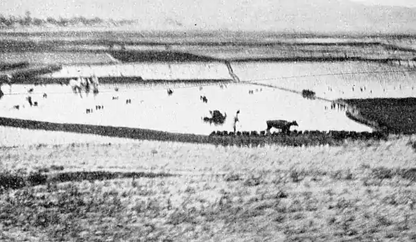 Farmers of forty centuries - Korean rice fields being transplanted.jpg