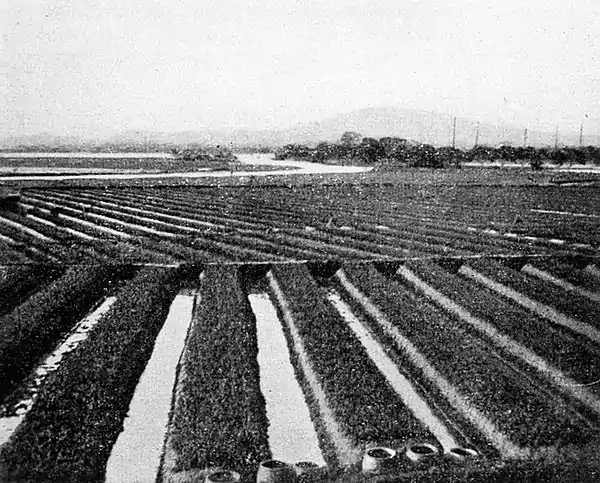 Farmers of forty centuries - Looking across fields ridged for a winter crop.jpg