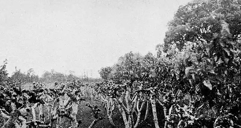 Farmers of forty centuries - Mulberry orchard recently pruned.jpg