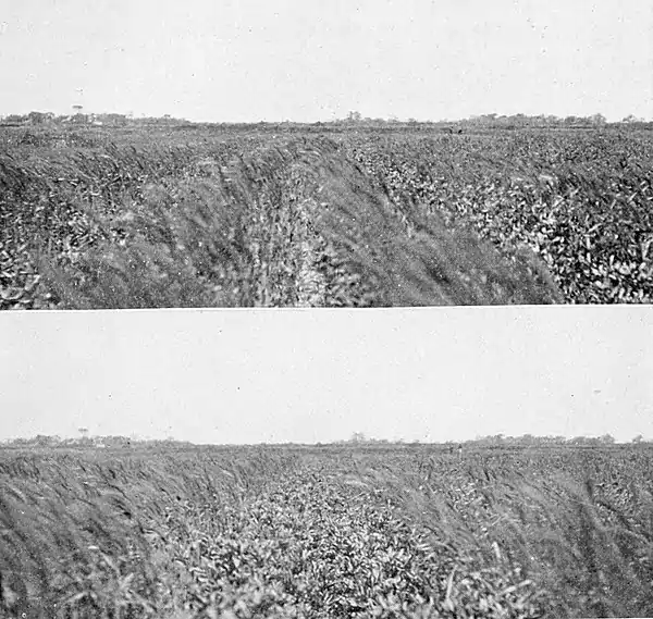 Farmers of forty centuries - Multiple crops, wheat, windsor beans and cotton.jpg