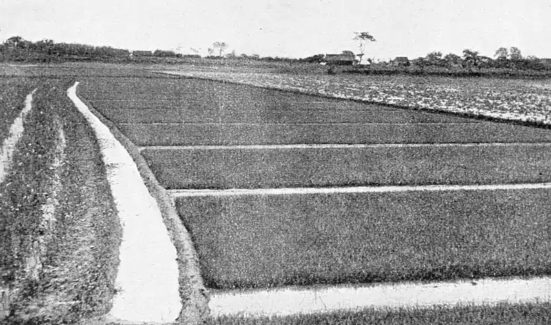 Farmers of forty centuries - Nursery bed of rice.jpg