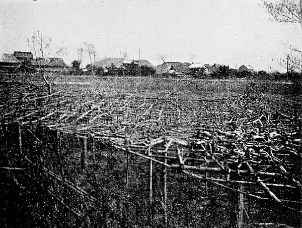 Farmers of forty centuries - Pear orchard whose limbs are trained horizontally.jpg