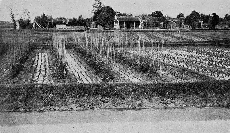 Farmers of forty centuries - Peas grown in winter.jpg