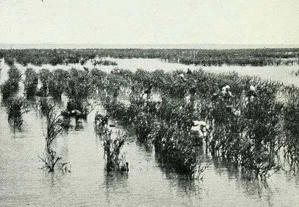 Farmers of forty centuries - Shallow sea bottom planted to brushwood.jpg