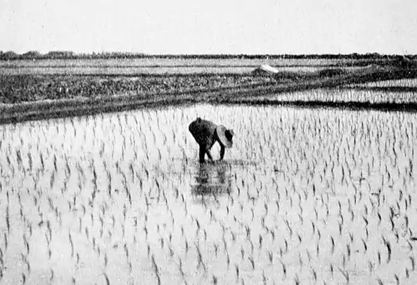 Farmers of forty centuries - Smoothing the soil and pulling weeds after the first working of a field of transplanted rice.jpg