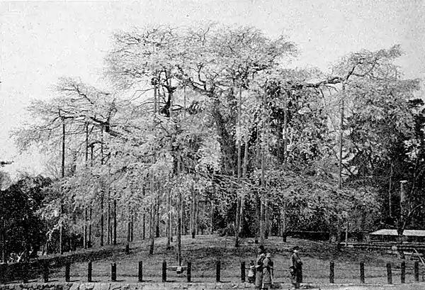 Farmers of forty centuries - Very old cherry tree in Maruyaami park, Kyoto.jpg