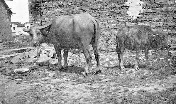 Farmers of forty centuries - Water buffalo and calf.jpg