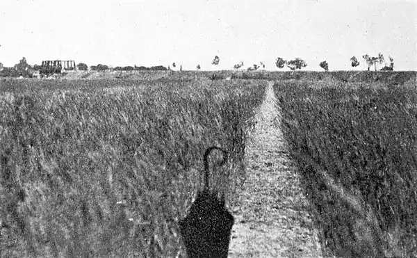 Farmers of forty centuries - Wheat planted in hills and in rows.jpg