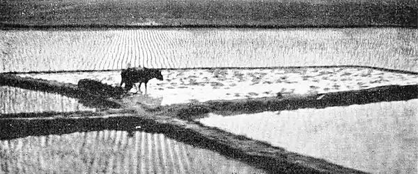Farmers of forty centuries - Working green herbage into a flooded rice paddy.jpg