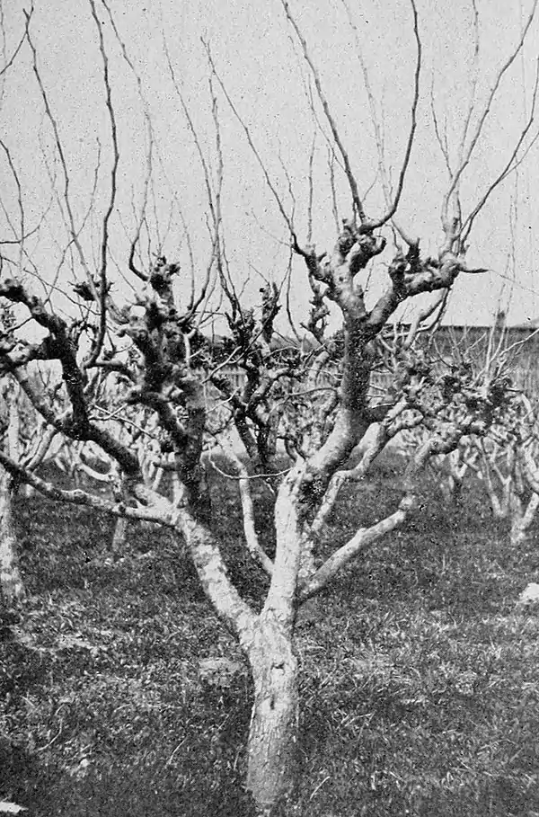 Farmers of forty centuries - mulberry tree, China.jpg