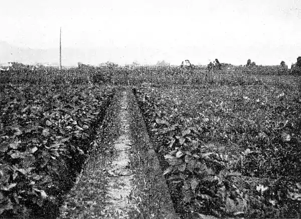 Farmers of forty centuries - path between two head ditches separating patches of watermelons and taro, Japan.jpg