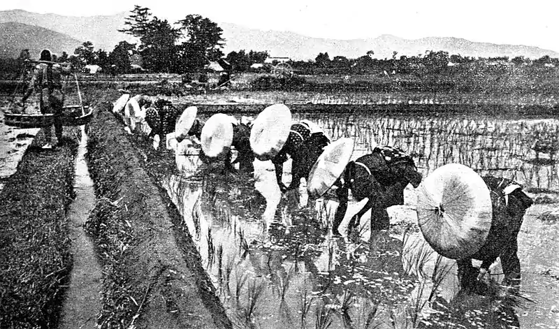 Farmers of forty centuries - transplanting rice.jpg