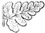 Ferns and evergreens of New England - Aspidium cristatum.png