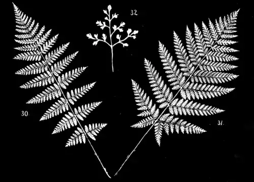 Ferns and evergreens of New England - Plate VIII.png