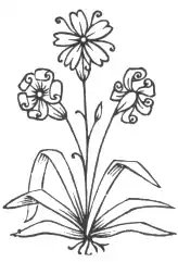 Flowers from The Chaldean account of Genesis