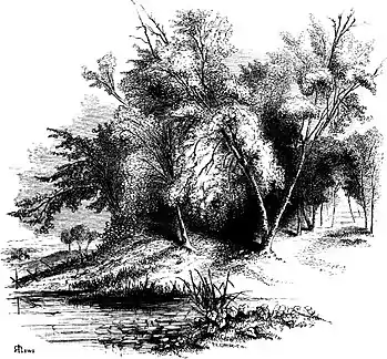 Forest Hymn pg 27b.jpg